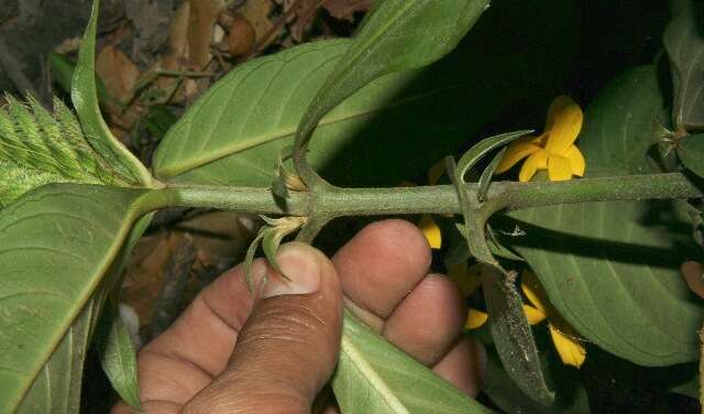 Image of Barleria oenotheroides Dum.-Cours.