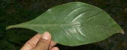 Image of Barleria oenotheroides Dum.-Cours.