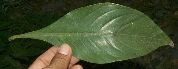 Image of Barleria oenotheroides Dum.-Cours.