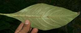 Image of Barleria oenotheroides Dum.-Cours.