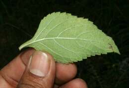 Image of Southern river sage