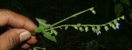 Image of Southern river sage