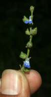 Image of Southern river sage