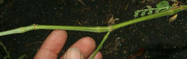 Image of Southern river sage