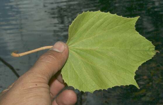 Image of West Indian grape