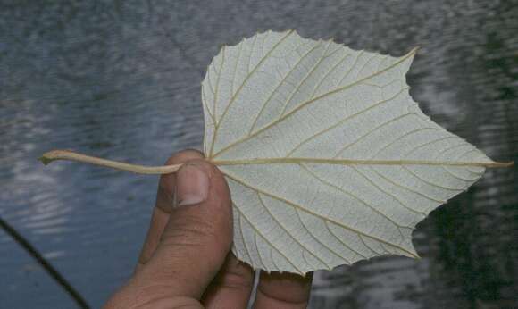 Image of West Indian grape