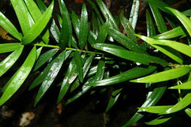 Image of Podocarpus guatemalensis Standl.