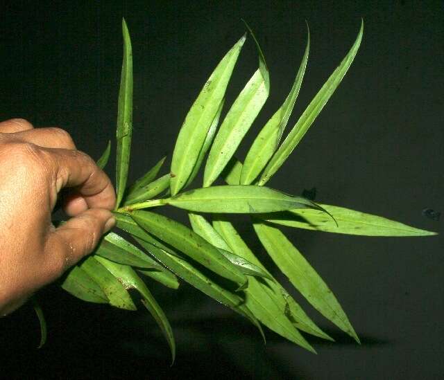 Image of Podocarpus guatemalensis Standl.