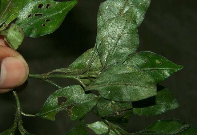 Plancia ëd Psychotria biaristata Bartl. ex DC.