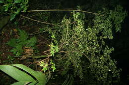 Image of Psychotria biaristata Bartl. ex DC.