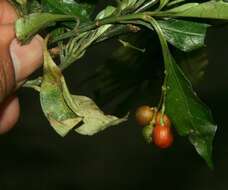 Image of Psychotria biaristata Bartl. ex DC.