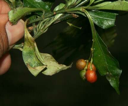 Plancia ëd Psychotria biaristata Bartl. ex DC.