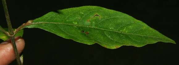 Image of Achyranthes aspera var. indica L.