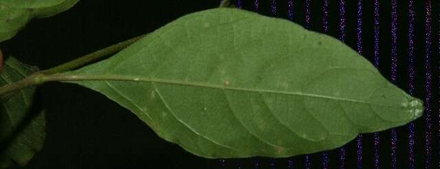 Image of Achyranthes aspera var. indica L.