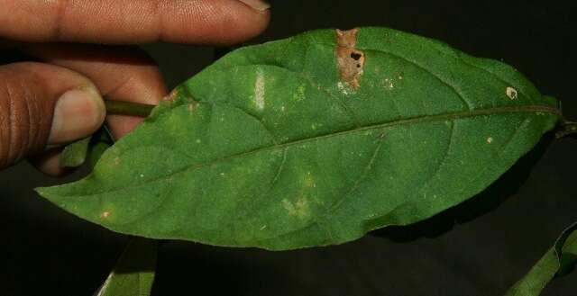 Image of Achyranthes aspera var. indica L.