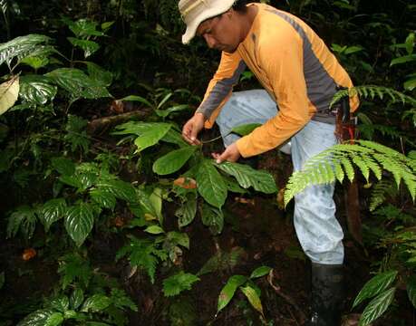 Image of Ocotea insularis (Meisn.) Mez