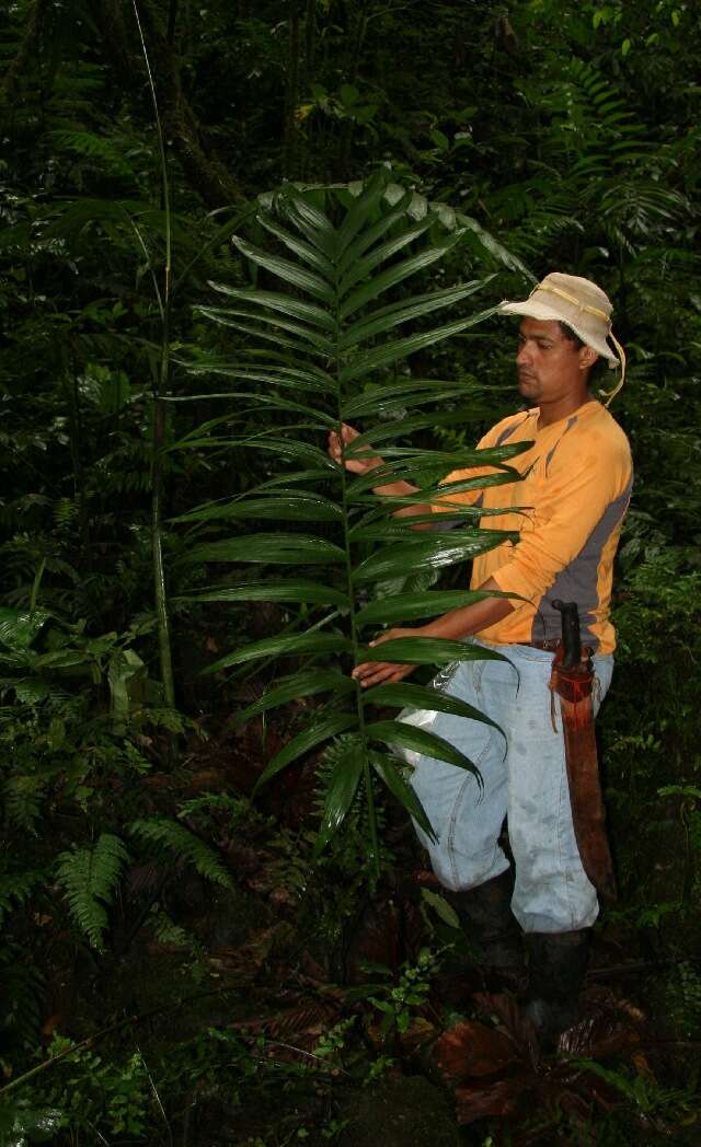 Chamaedorea tepejilote Liebm. resmi