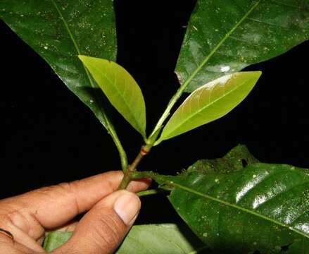 Image of Chimarrhis latifolia Standl.