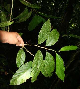 Image of Colubrina spinosa (Vell.) Donn. Sm.