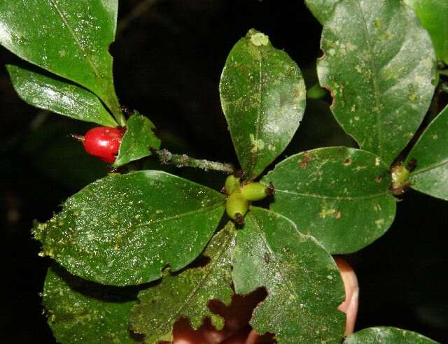 Image of Psychotria chagrensis Standl.