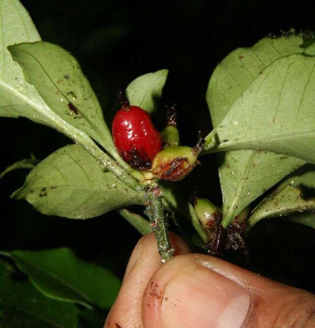 Image of Psychotria chagrensis Standl.