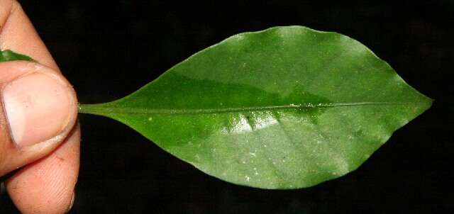 Image of Psychotria chagrensis Standl.