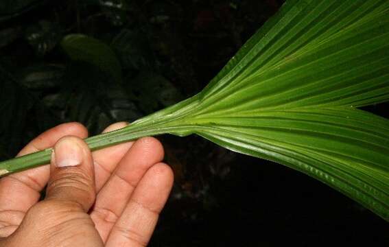 Image of Asplundia longitepala Harling