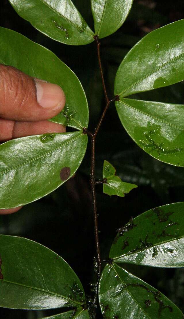 Image of Cynometra retusa Britton & Rose