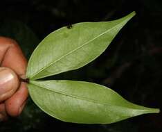 Image of Cynometra retusa Britton & Rose