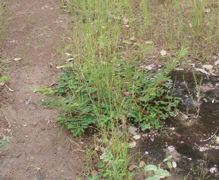 Image of sensitive plant