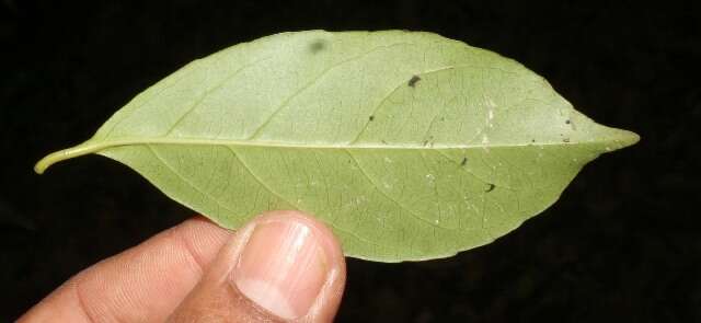 Hippocratea volubilis L.的圖片