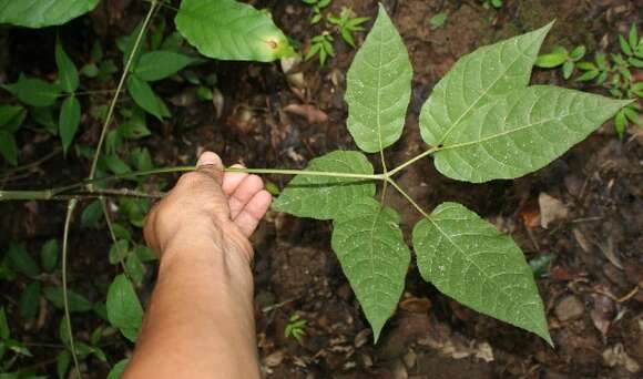 Image of Schefflera