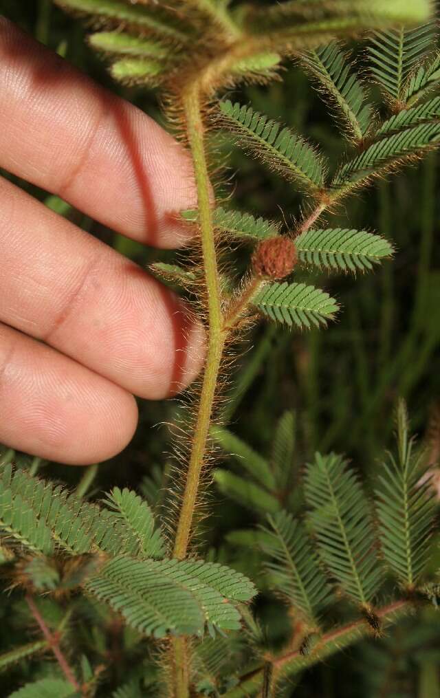 Image of Mimosa coelho-de-moraesii Pickel & Handro