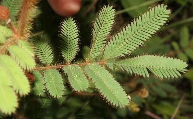 Image of Mimosa coelho-de-moraesii Pickel & Handro