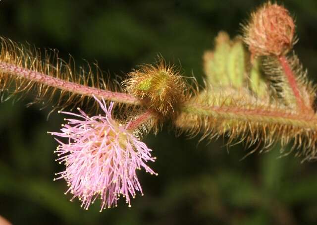 Image of Mimosa coelho-de-moraesii Pickel & Handro