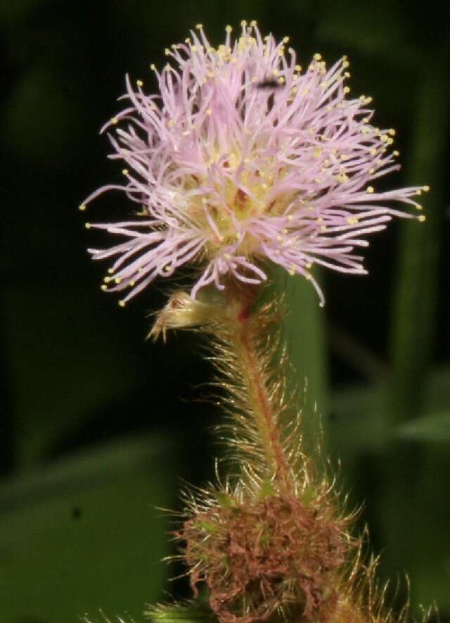 Image of Mimosa coelho-de-moraesii Pickel & Handro