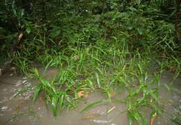 Image of Panicum