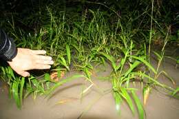 Image of Panicum