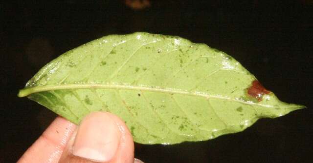 Image of Psychotria horizontalis Sw.