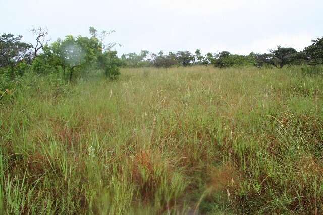 Image of Panicum