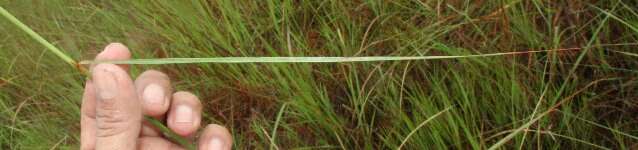 Image of Panicum