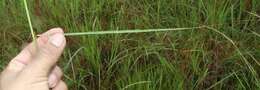 Image of Panicum