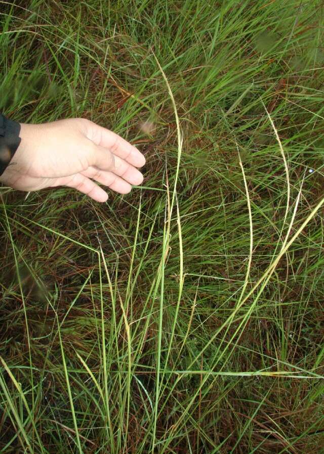 Image of Panicum