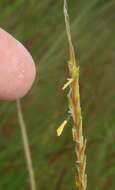 Image of Panicum