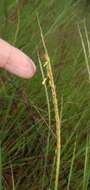 Image of Panicum