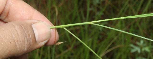 Image of Panicum