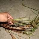 Imagem de Panicum