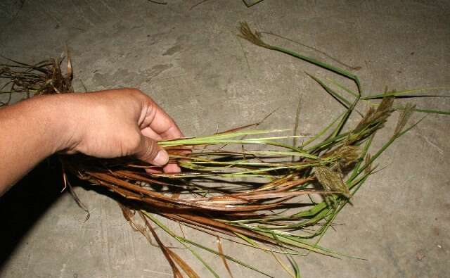 Image of Panicum