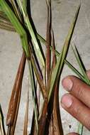 Image of Panicum