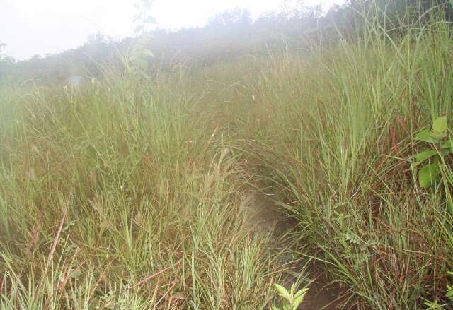 Image of Panicum